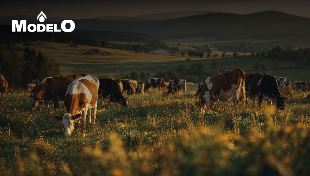 Cómo Frigorífico Modelo logró 100% de visibilidad en sus activos con InvGate